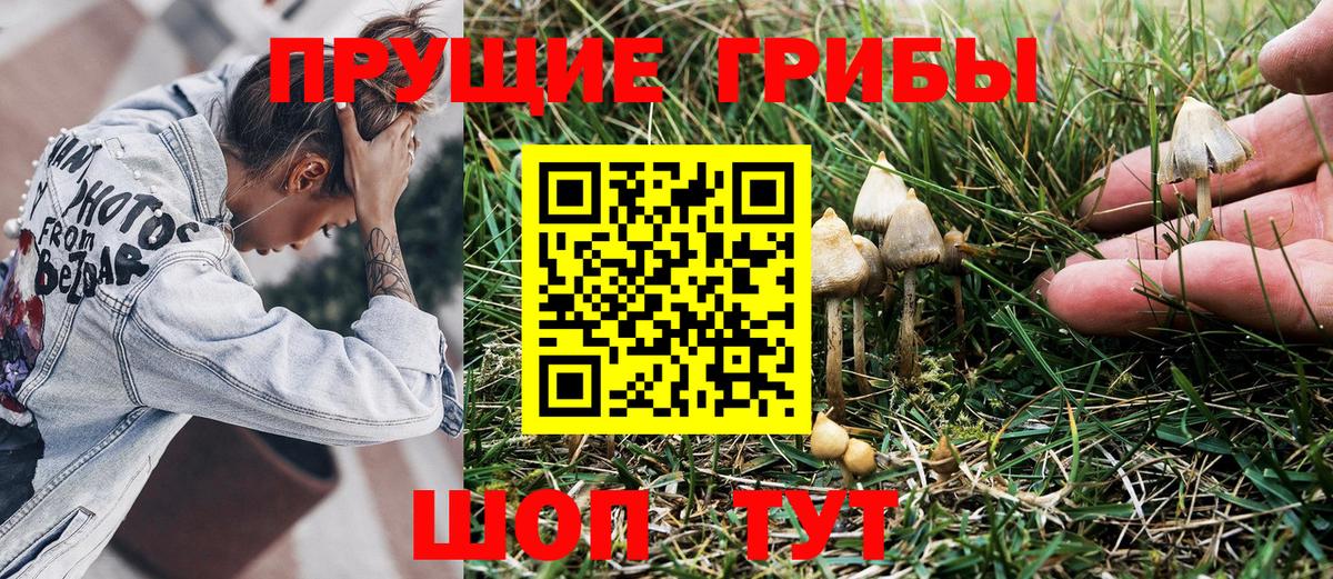 Сарапул  Псилоцибиновые грибы мухоморы  Вход с VPN 